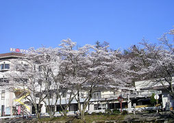 施設前の桜並木